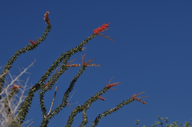 Ocatillo in bloom